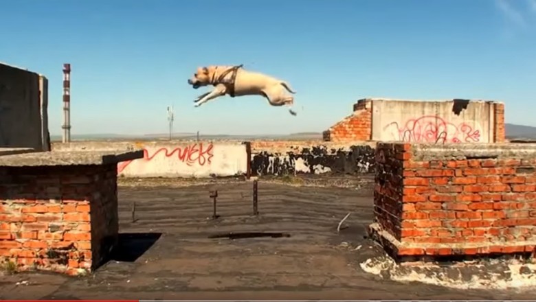 Niesamowity parkour Amstafa! Nie mogłem oderwać wzroku od jego wyczynów!  