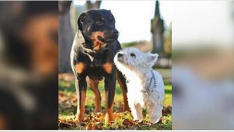 Niewielki terrier zapłodnił suczkę rottweilera! Ich szczeniaki to niezwykła mieszanka wybuchowa!