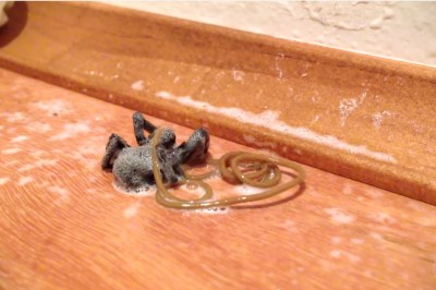 Obrzydliwe! Robak pasożyt pożera pająka od środka i porzuca ciało. Jeszcze mnie trzęsie!