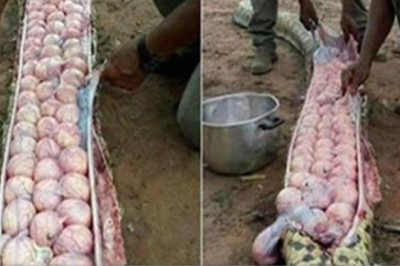 Olbrzymi wąż zagrażał ich domom! Byli zaskoczeni co znaleźli w jego wnętrzu gdy został schwytany!  