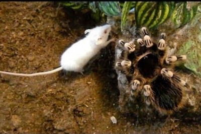 Olbrzymia tarantula pożera mysz w odwiecznej walce natury! Nie miała żadnych szans!