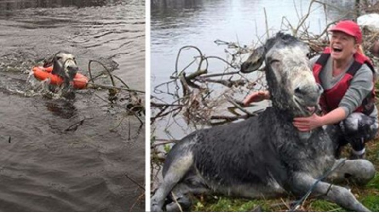 Osiołek tonął w rwącej rzecze! Gdy został wyciągnięty przez  człowieka uśmiechał się od ucha do ucha!