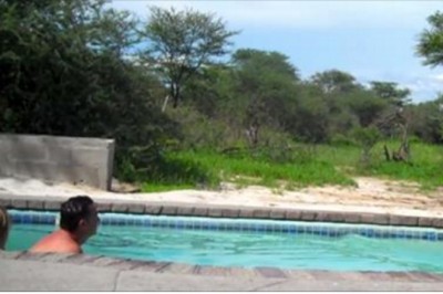 Para spokojnie wypoczywa w basenie kiedy do wody zbliża się ten olbrzym! Będziesz w szoku, że nie uciekali!