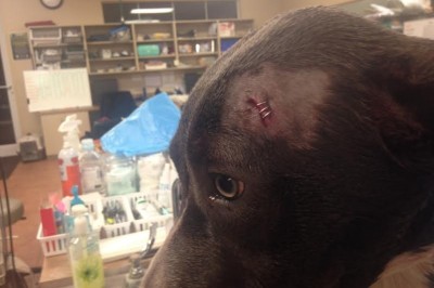 Pies bohater uratował swojego pana. Dostał dwie kule od napastnika! 