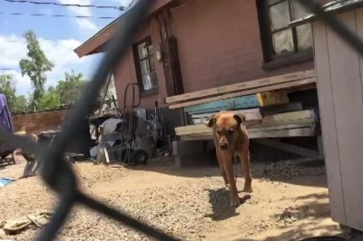 Pies przykuty do łańcucha  przez 10 lat dostaje nowe życie. Niesamowita historia! 