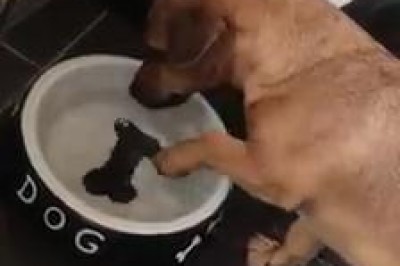 Pies próbuje zjeść namalowany kość