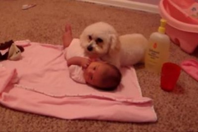 Pies wyczuł niebezpieczeństwo dla dziecka! Zobacz jak dzielnie stawał w jego obronie!