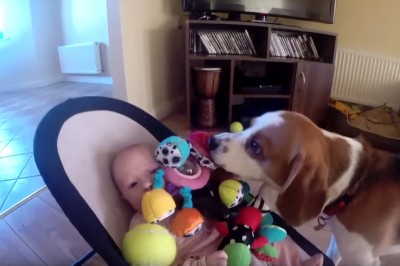 Pies zabrał dziecku zabawkę. Gdy te zaczęło płakać  jego reakcja była niesamowita! 