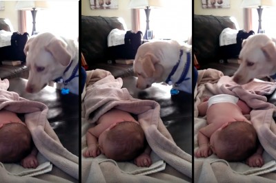 Pies zakradł się do śpiącego niemowlaka. To co mu zrobił na pewno Cię zaskoczy! 