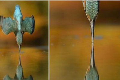 Po 6 latach czekania i 720 tysiącach prób, w końcu zrobił zdjęcie idealne! Zapiera dech! 