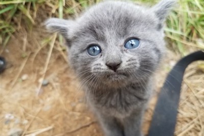 Podczas wędkowania znaleźli niezwykłe kociaki! Okazało się, że są warte ponad 1000 zł! 