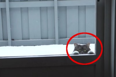 Pokazał swojemu kotu śnieg pierwszy raz w życiu! Reakcja zwierzaka  była bardzo niezwykła!