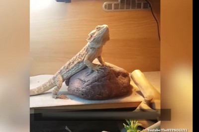 Pomachał ręką do jaszczurki! To w jaki sposób zareagowało zwierze zupełnie mnie zaskoczyło! 