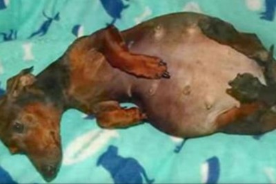 Porzucona suczka z wielkim brzuchem skrywała wielką tajemnicę! Gdy w końcu zaczęła rodzić...WOW!