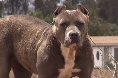 Porzucony wielki pit bull budził przerażenie mieszkańców! Zobacz co się stało gdy został złapany i zamknięty!