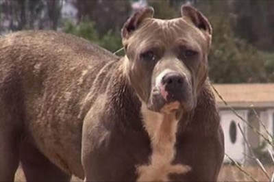 Porzucony wielki pit bull budził przerażenie mieszkańców! Zobacz co się stało gdy został złapany i...