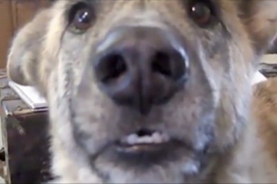 Powiedział swojemu psu, że zjadł wszystko z lodówki! Słysząc reakcje zwierzaka popłakałam się ze śmiechu!