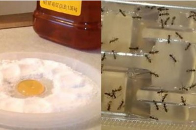 Pozbądź się karaluchów i mrówek ze swojego mieszkania i ogrodu na dobre! Wystarczy jeden tani składnik!