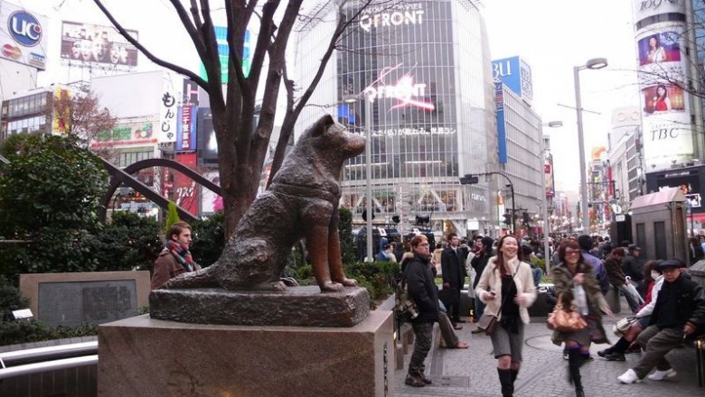 Poznaj historię Hachiko, najbardziej wiernego psa na świecie. Uwaga na słabe serce, może pęknąć.