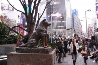 Poznaj historię Hachiko, najbardziej wiernego psa na świecie. Uwaga na słabe serce, może pęknąć.