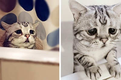 Poznaj Luhy! To najsmutniejszy kot w internecie, którego fotki złamią Ci serce! 