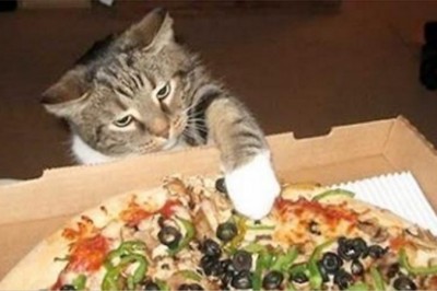 Przyłapała swojego kota jak kradnie jej pizze! Wtedy zrobił coś takiego, że nie mogłam przestać się śmiać!