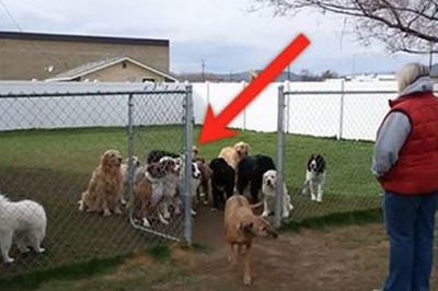 Psy rozpoznają swoje imiona. Reakcja ostatniego wprawi Cie w osłupienie.