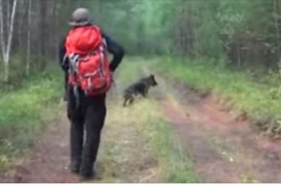 Ratownicy byli pewni, że zaginiona 4 latka nie żyje! Po 11 dniach znajdują psa który opiekuje się dzieckiem!