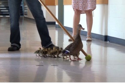 Raz do roku  kacza rodzina jest eskortowana przez korytarze tej szkoły! Zobacz niesamowite reakcje uczniów! 