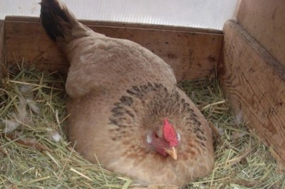 Rolnik był przekonany, że ta kura wysiaduje jaja! Gdy zobaczył kogo ogrzewała swoim ciałem, zaniemówił! 