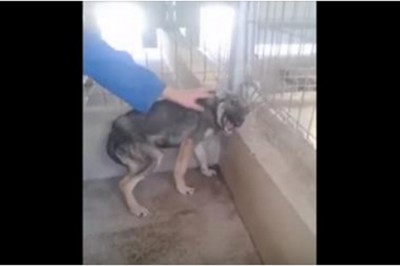 Rozbrajająca reakcja katowanego psa na pierwszy czuły dotyk nowego opiekuna! Ciężko słuchać! 