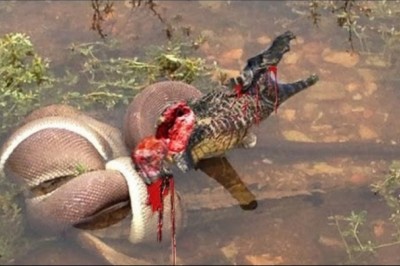 Sceny mrożące krew w żyłach! Najbardziej przerażające ataki dzikich zwierząt jakie widziałem!