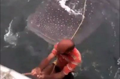 Serfowanie na grzbiecie rekina. Tych wakacji nie zapomną!