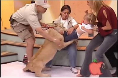 Skrajna głupota w telewizji śniadaniowej! Lew rzuca się na płaczące dziecko reporterki!