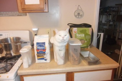 Szalone przykłady kociej logiki której człowiek nigdy nie zrozumie! 