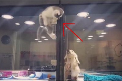 Szczeniak siedział smutny zamknięty w swojej klatce! Wtedy ten kotek zrobił coś niesamowitego!