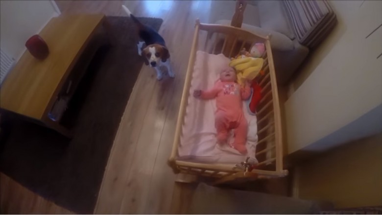 Słyszała, że jej dziecko płacze w kołysce! Gdy weszła do pokoju zobaczyła jak pies robi coś niesamowitego!