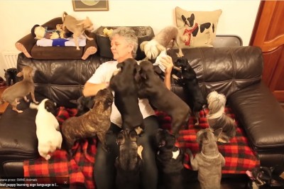 Ta kobieta mieszka pod jednym dachem z 41 psami! W tym szaleństwie odnajduje szczęście! 