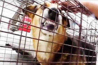 Ta kobieta potrafi zamienić agresywnego bezpańskiego psa w pluszaka. Magia!