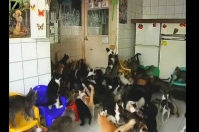 Ta Rosjanka żyje w niesamowitych warunkach! 130 kotów w jednym mieszkaniu to już chyba przesada! 