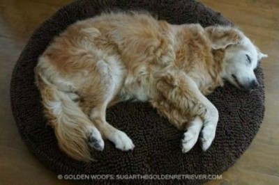 Tajemniczy pies zasypiał każdego dnia w jej domu! W końcu przynosi kartkę przypięta do obroży! 