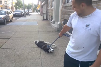 Tak leniwego psa nie widziałam jeszcze wżyciu. Nie uwierzysz co zrobił gdy musiał wejść po schodach! 