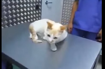 Takiej reakcji się nie spodziewałam! Zobaczcie jak dosłownie wyłączyć kota! 