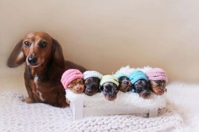 Takiej sesji jeszcze nie widziałem! Dumna psia mamusia pozuje do zdjęcia ze swoimi 6 maleństwami! 