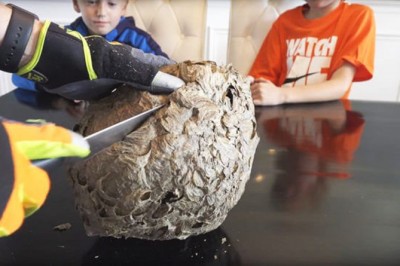 Tata rozcina wielkie gniazdo os! To co znaleźli w środku nieźle wystraszyło jego rodzinkę! 