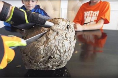 Tata rozcina wielkie gniazdo os! To co znaleźli w środku nieźle wystraszyło jego rodzinkę!