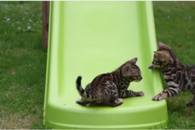 Te dwa Bengalskie kociaki pierwszy raz zobaczyły ślizgawkę! Zobacz ich niesamowitą zabawę! 