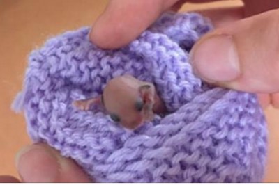 Te maleństwa znaleziono na skraju śmierci! Każdy był zaskoczony gdy zobaczyli co z nich wyrosło!