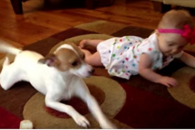 Te maleństwo uczy się dopiero raczkować! Wtedy pies postanawia jej pokazać jak należy to robić!