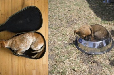 Te psiaki po prostu chciały spać nie patrząc na miejsce! Zbyt słodkie by się gniewać! 